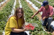 Ruta de la frutilla sustentable permite a los turistas hasta cosechar la fruta que compran