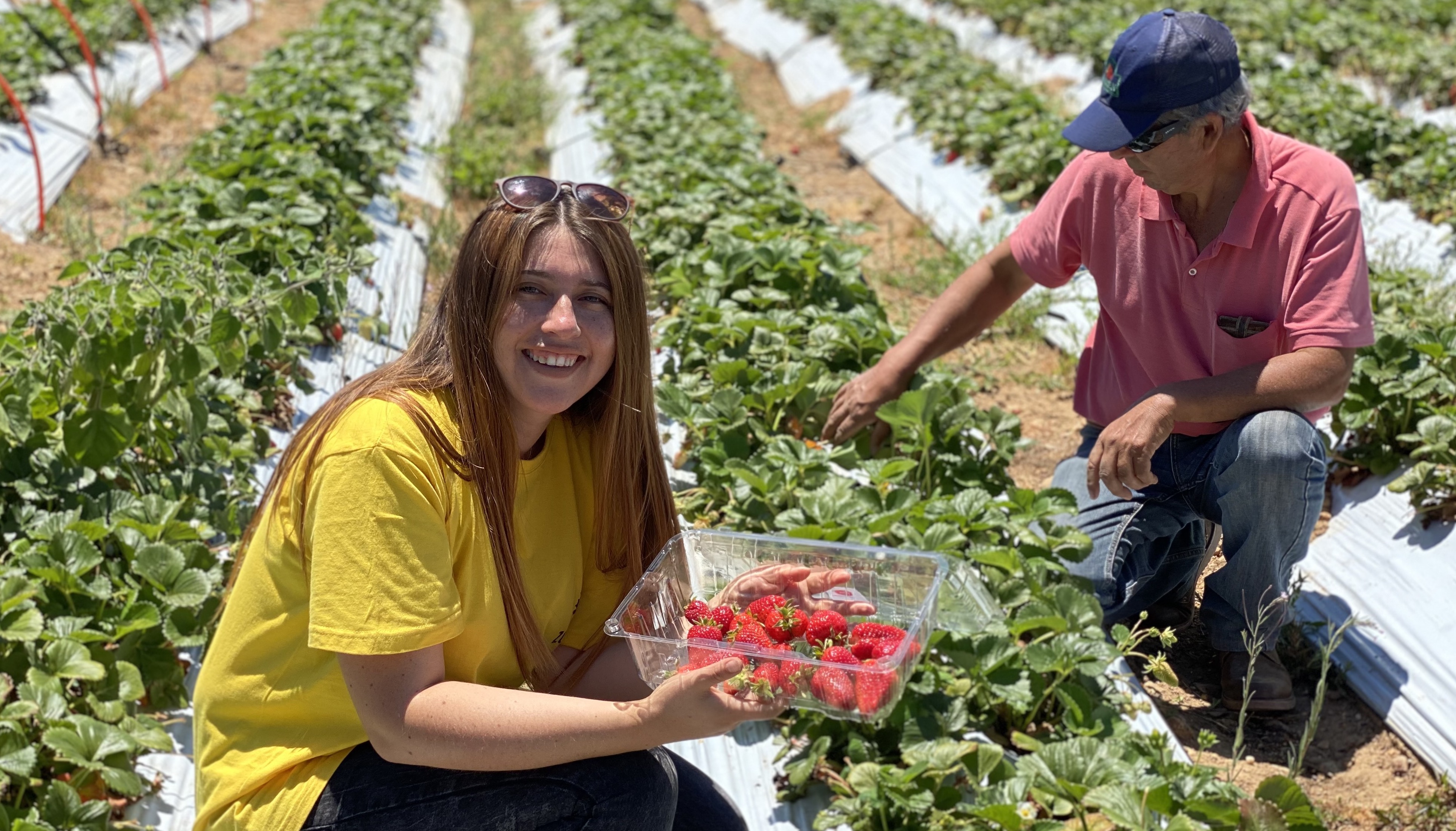 Ruta de la frutilla sustentable permite a los turistas hasta cosechar la fruta que compran