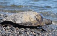 Tortuga marina viajó de O’Higgins a Atacama para volver a su hábitat