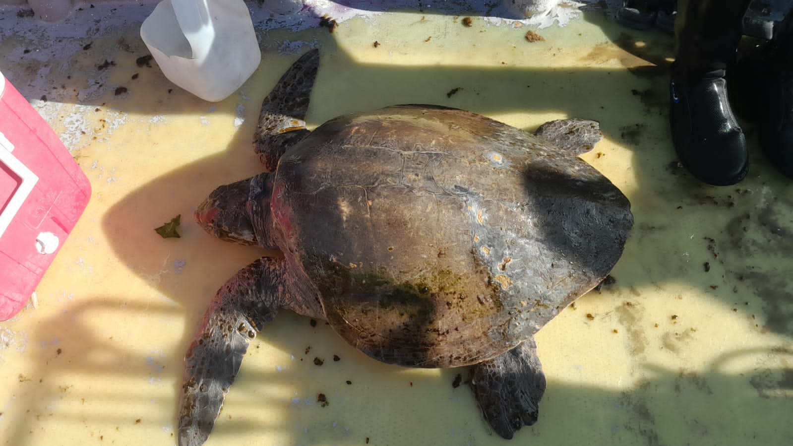 Sernapesca efectuó el traslado de una tortuga olivácea que varó en Guanaqueros a su rehabilitación en Rancagua